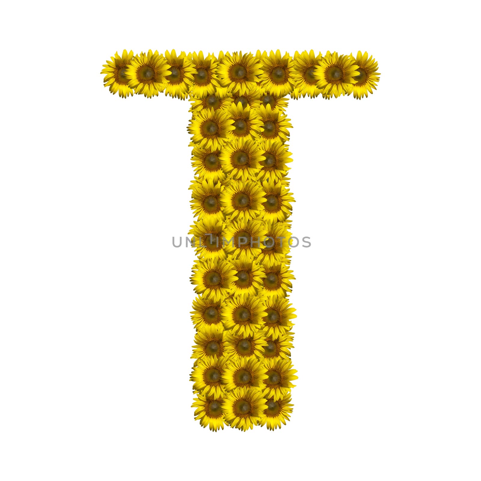 Isolated sunflower alphabet T by Exsodus