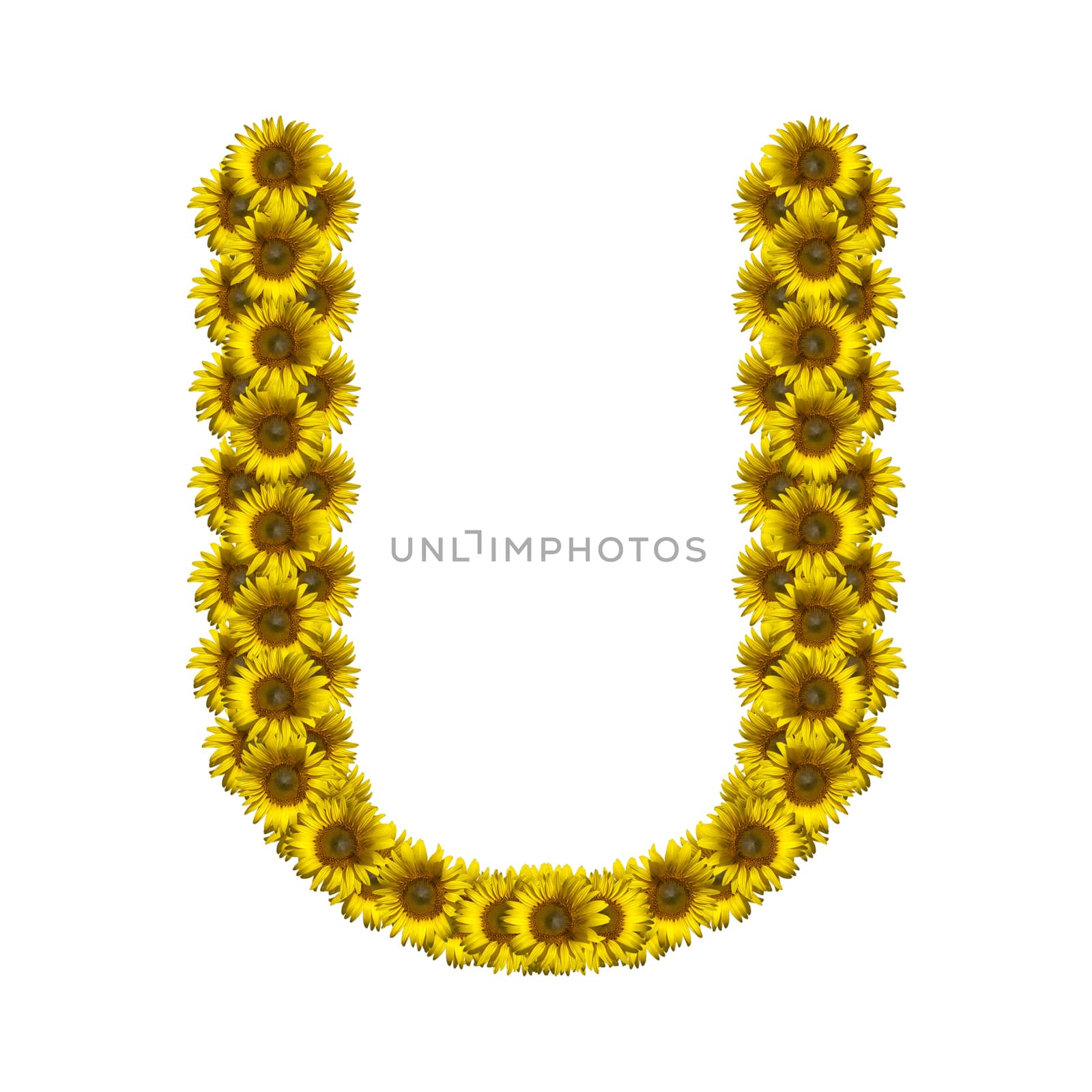 Sunflower alphabet isolated on white background, letter U