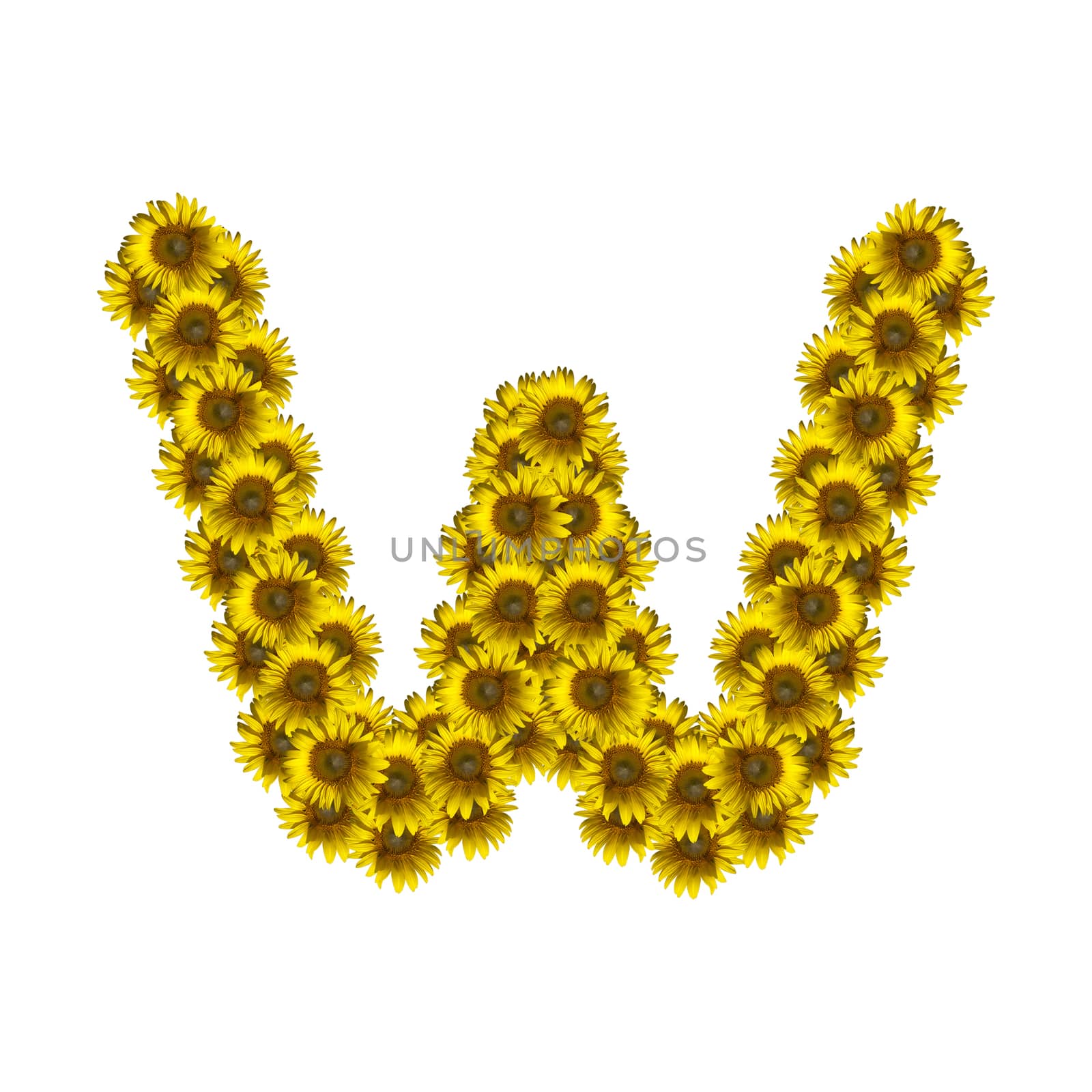 Sunflower alphabet isolated on white background, letter W