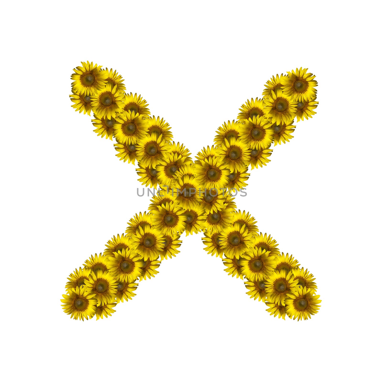 Sunflower alphabet isolated on white background, letter X