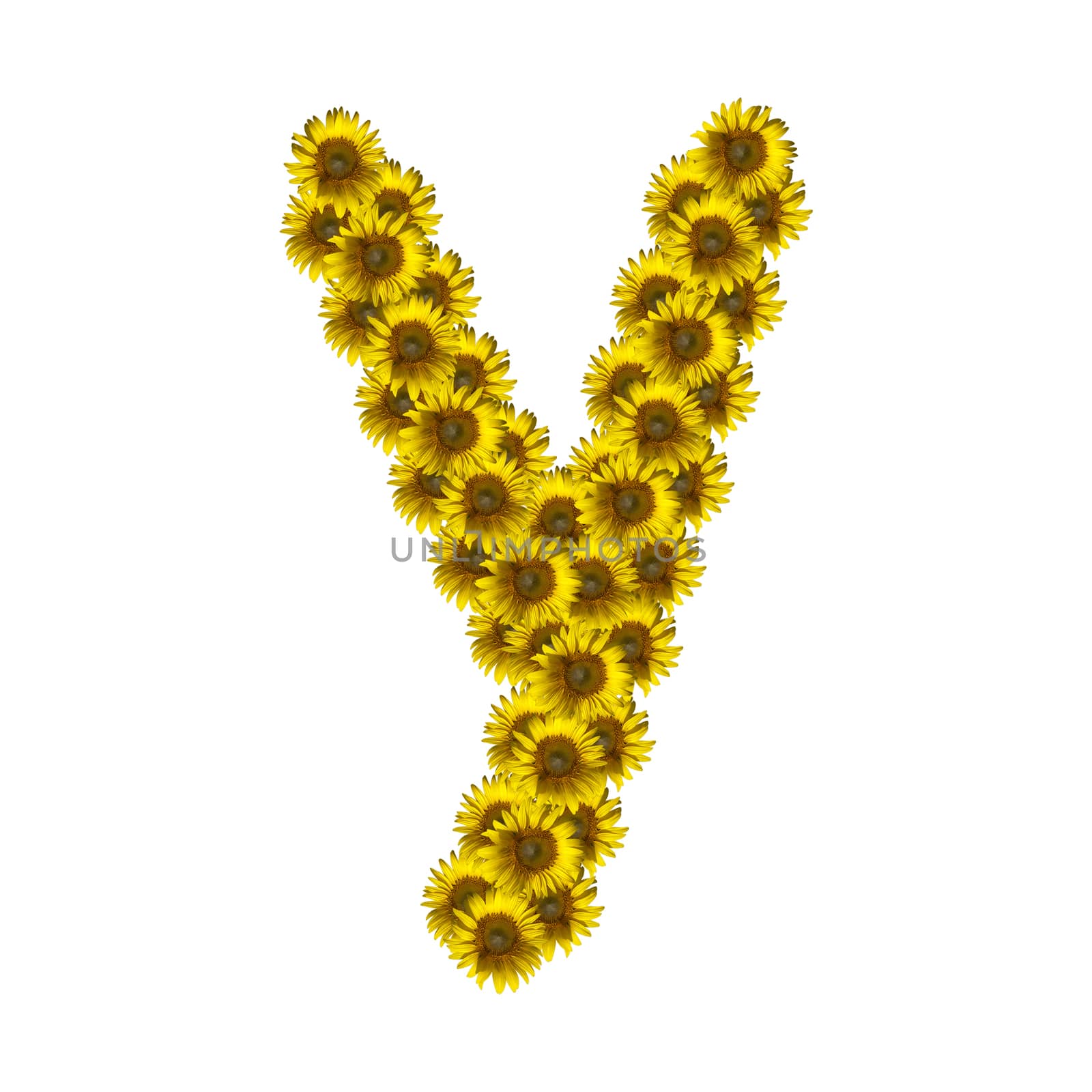 Isolated sunflower alphabet Y by Exsodus