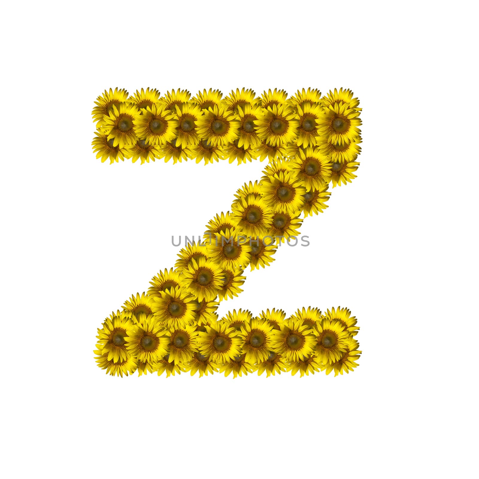 Sunflower alphabet isolated on white background, letter Z