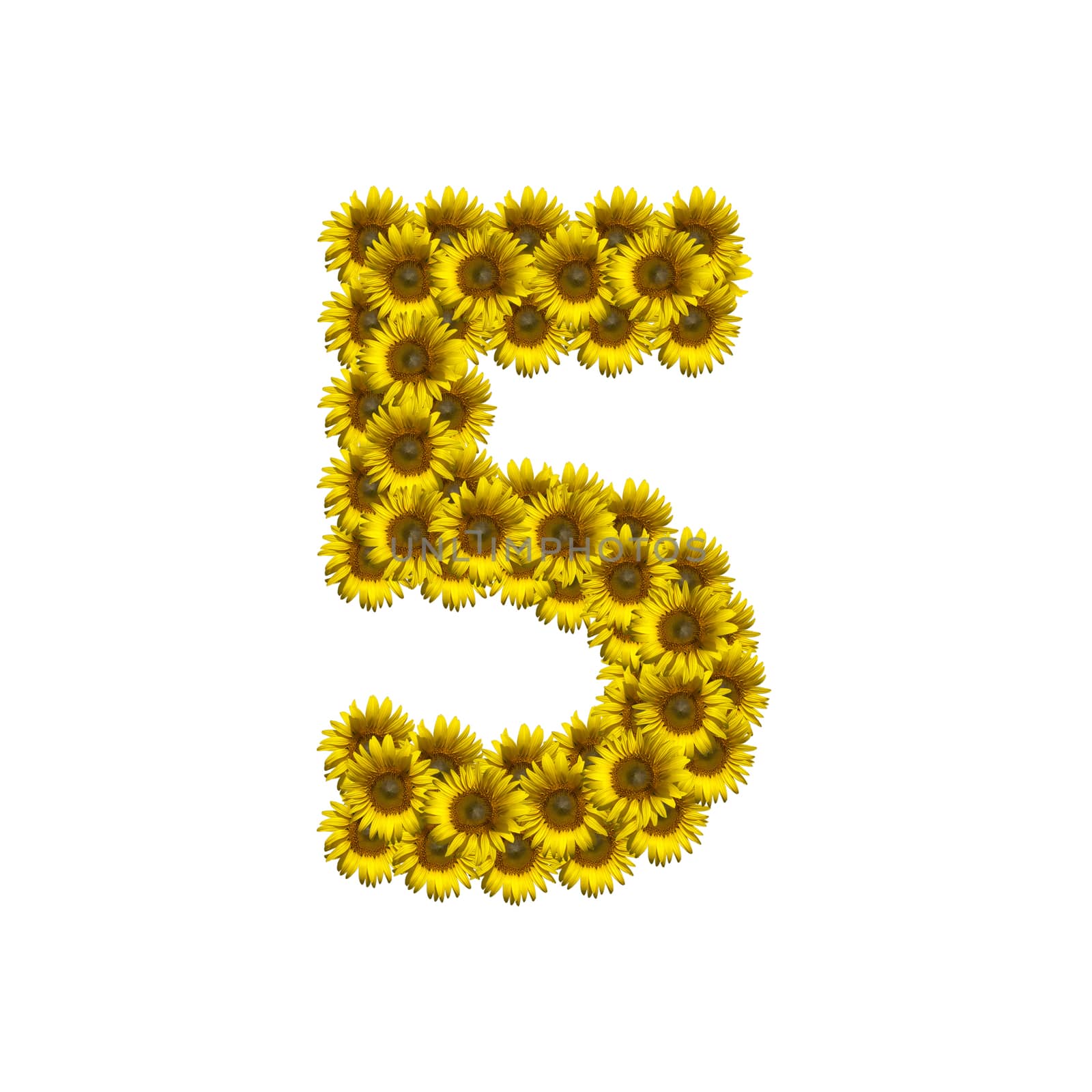 Sunflower number isolated on white background, number 5