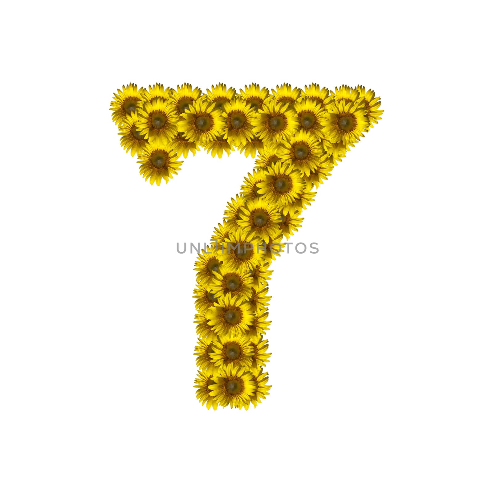 Sunflower number isolated on white background, number 7