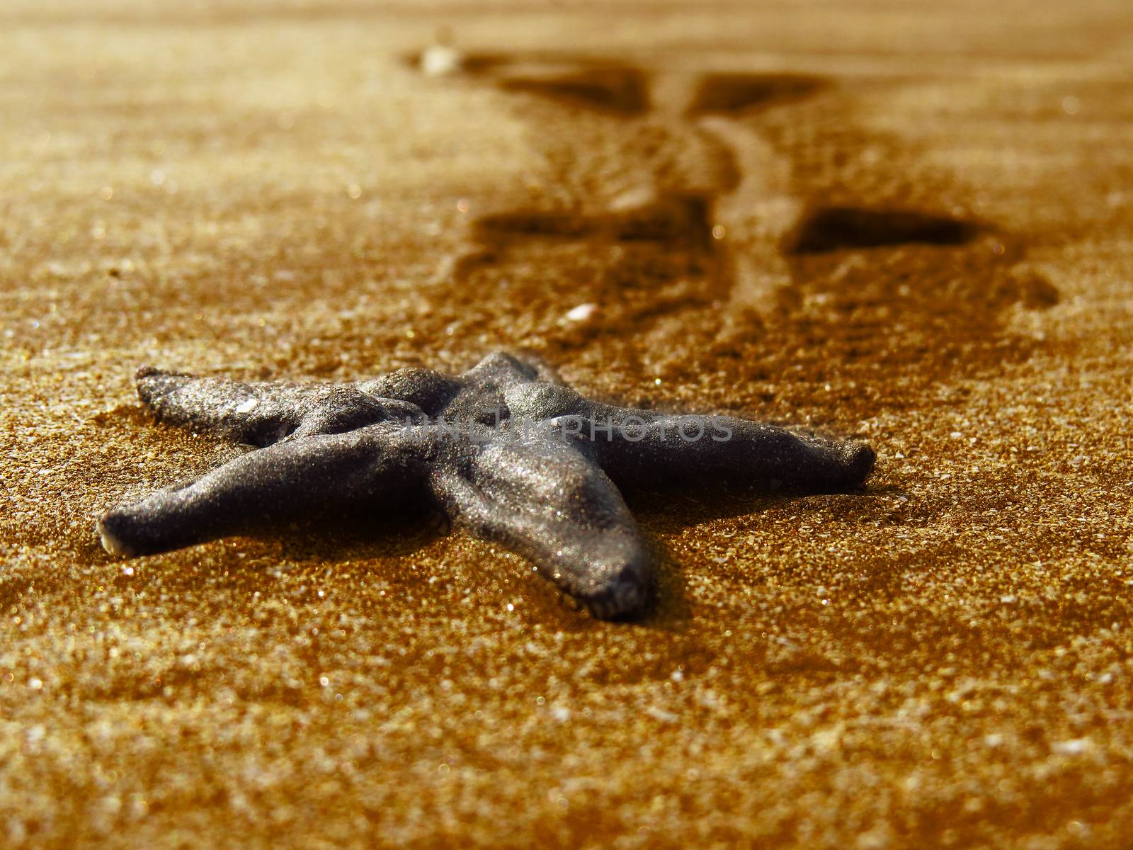 A beautiful starfish in shiny golden sands on an Indian beach.