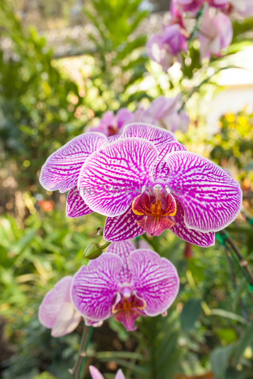 Orchid purple speckled The name of The flower due to similarity of the flower.