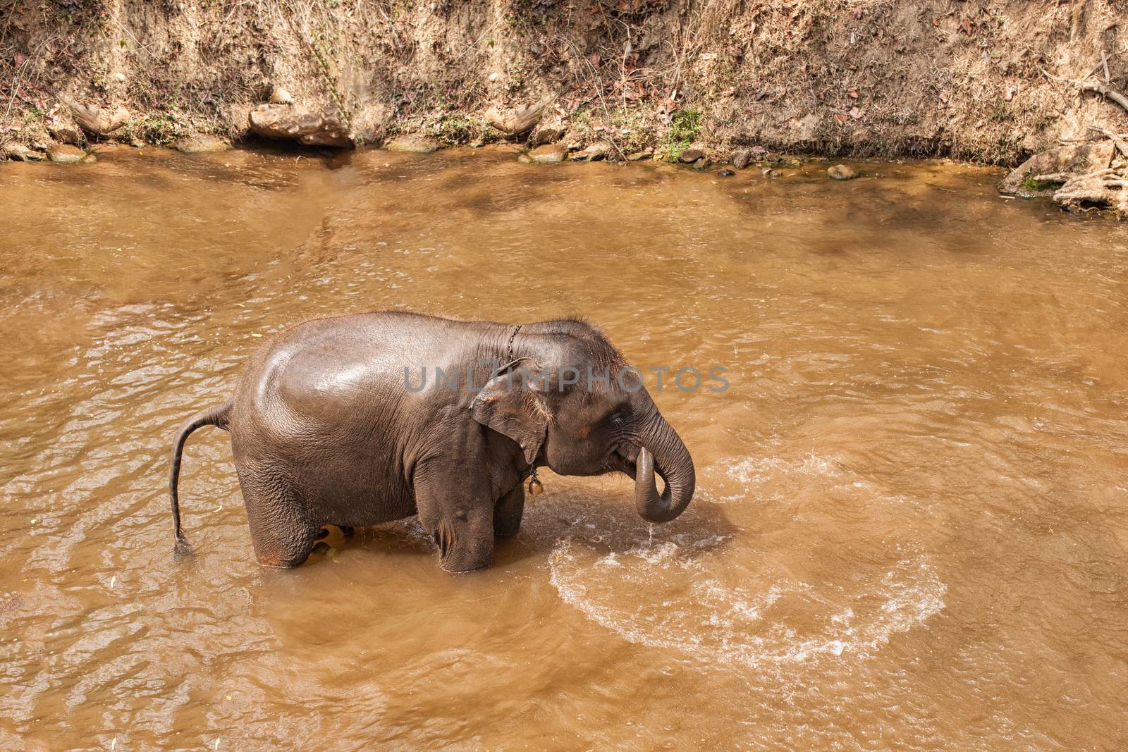 Asian black elephant bathing in river by nopparats