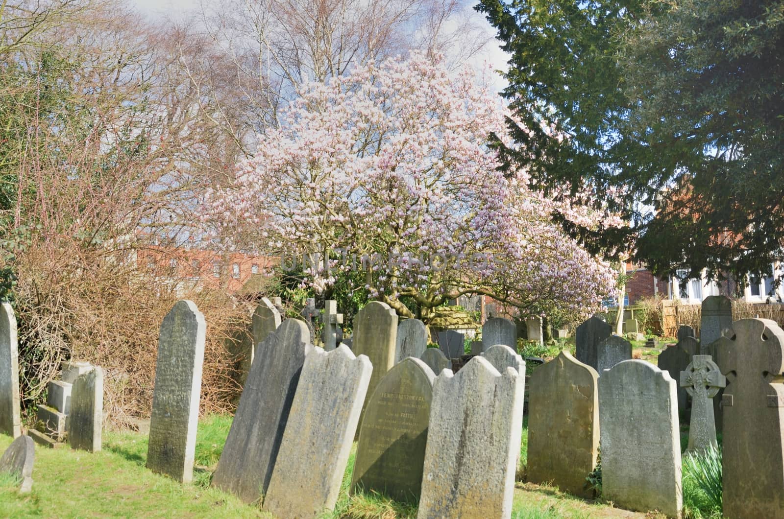 Graveyard with Cherry tree by pauws99