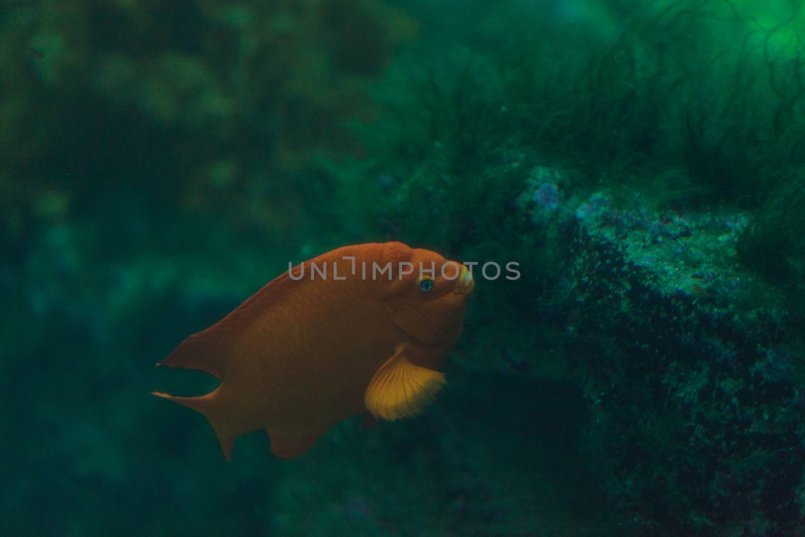 Orange Garibaldi fish by steffstarr