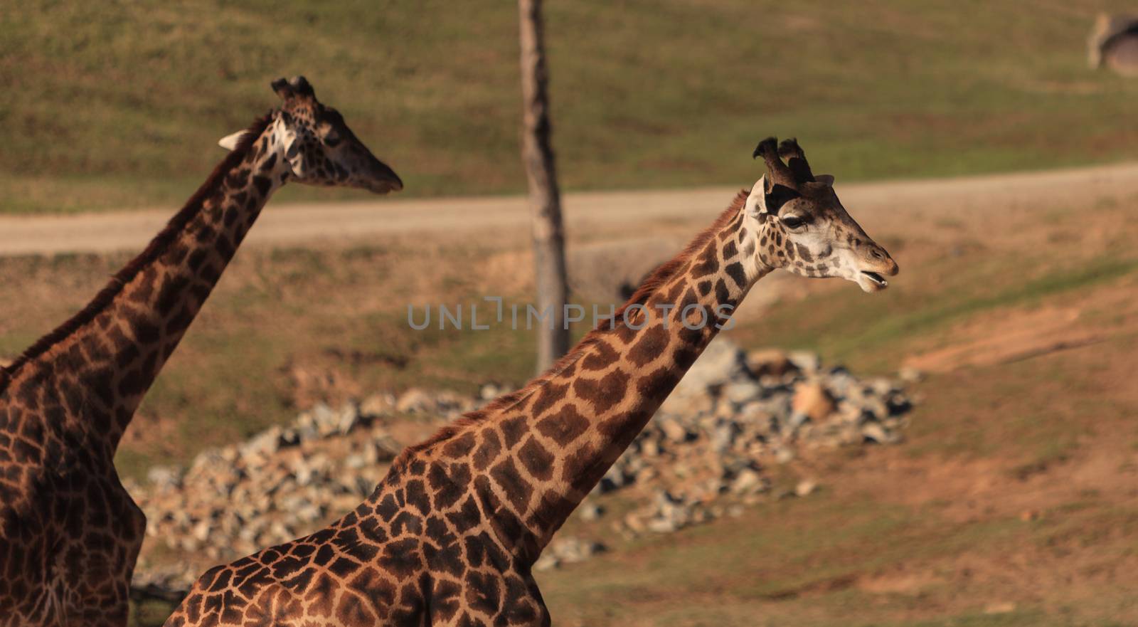 Giraffes, Giraffa camelopardalis, are found in Africa have long necks to help them eat the leaves off trees.