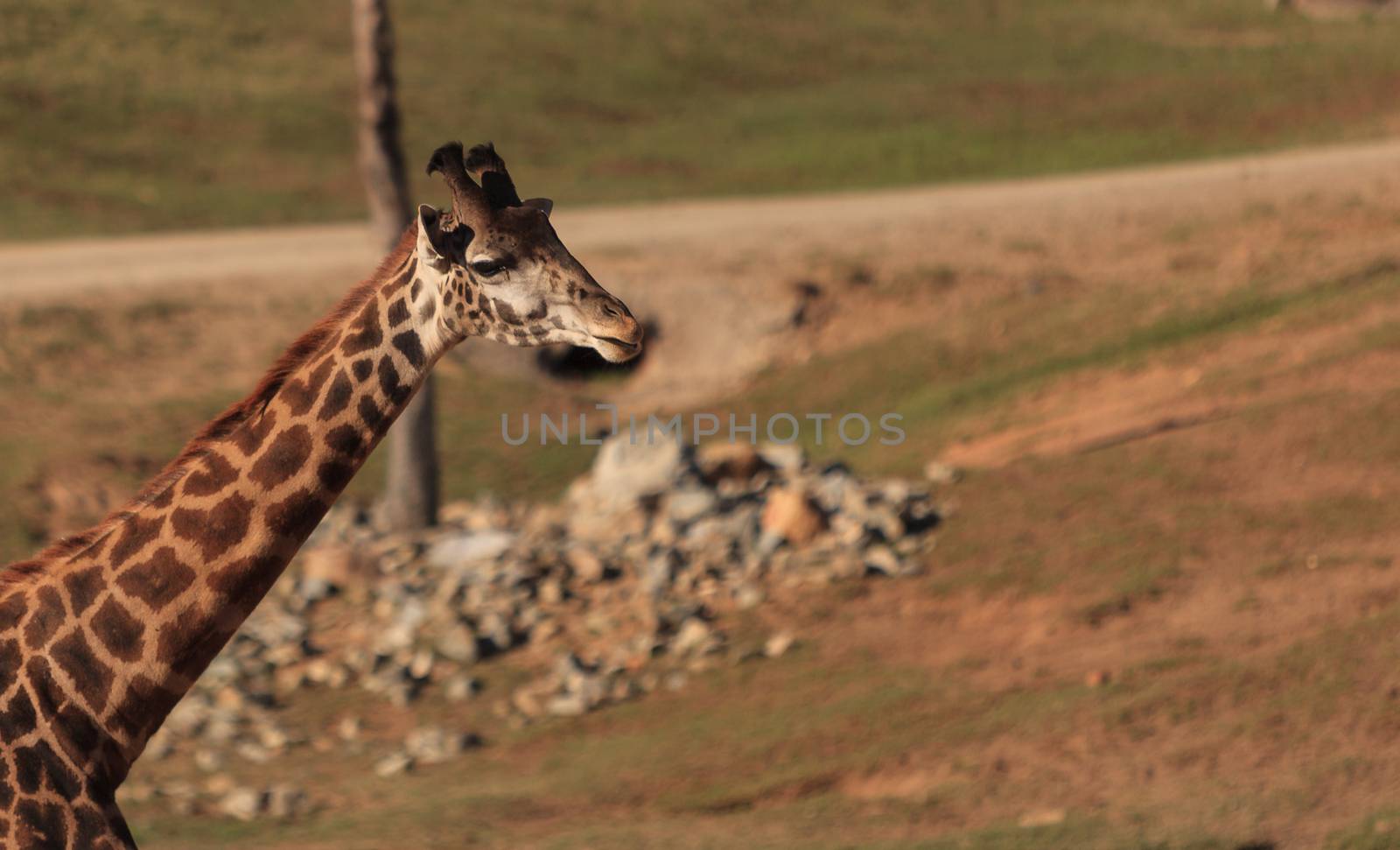 Giraffes, Giraffa camelopardalis, are found in Africa have long necks to help them eat the leaves off trees.
