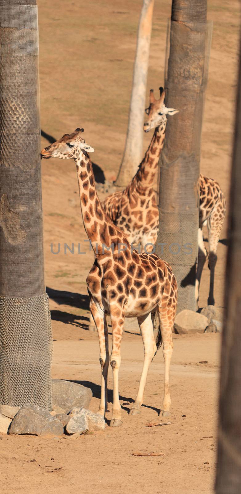 Giraffes, Giraffa camelopardalis by steffstarr