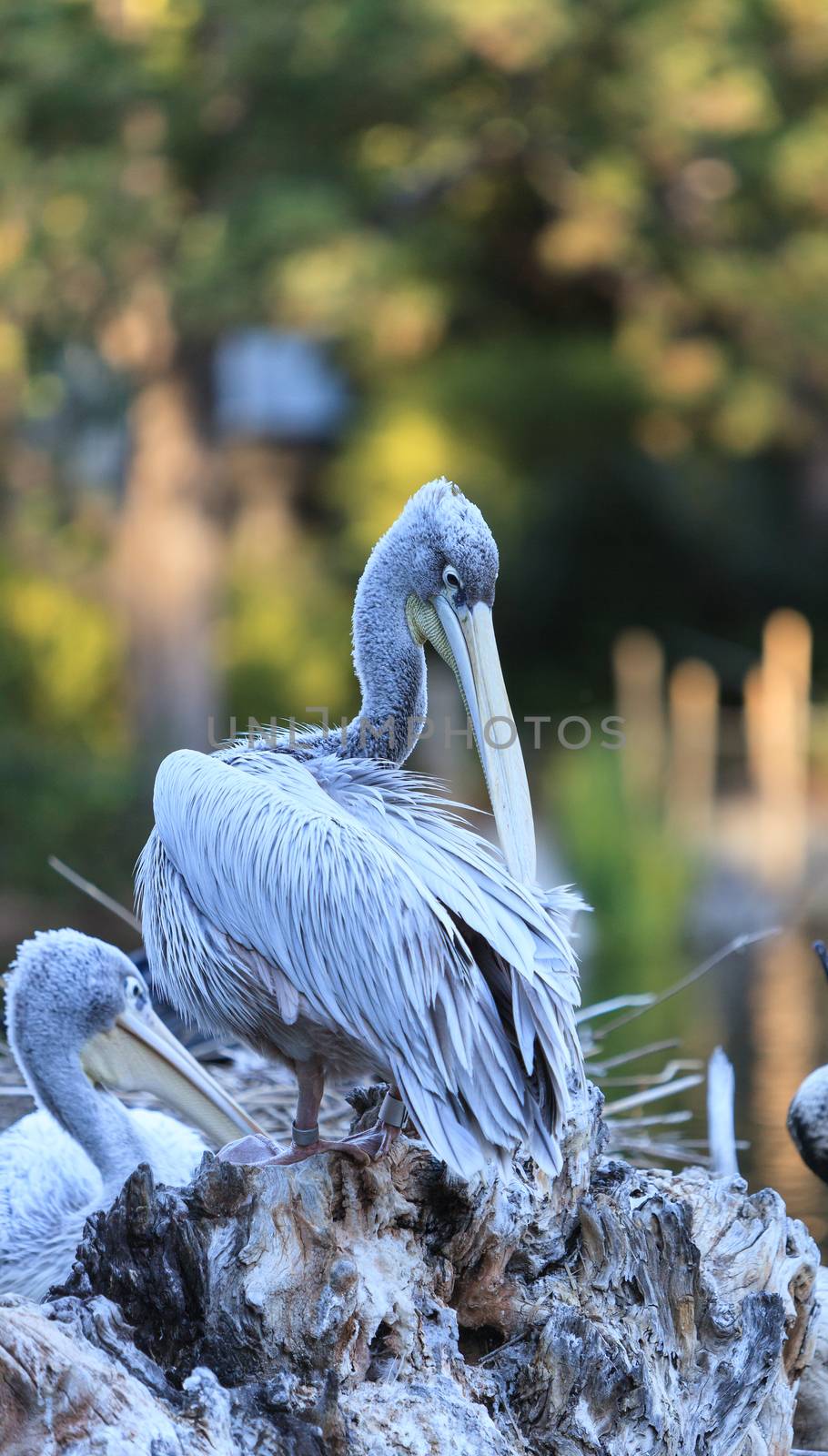 Great white pelican by steffstarr