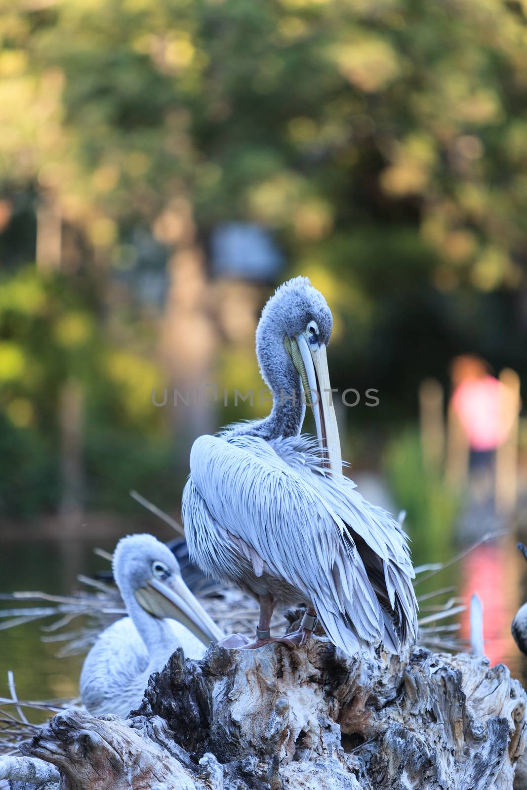 Great white pelican by steffstarr
