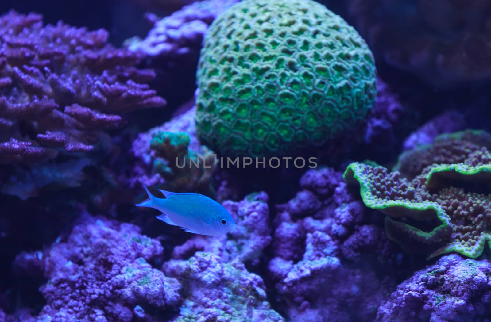 Green chomis, Chromis viridis, has a pale green color and is found on the reef