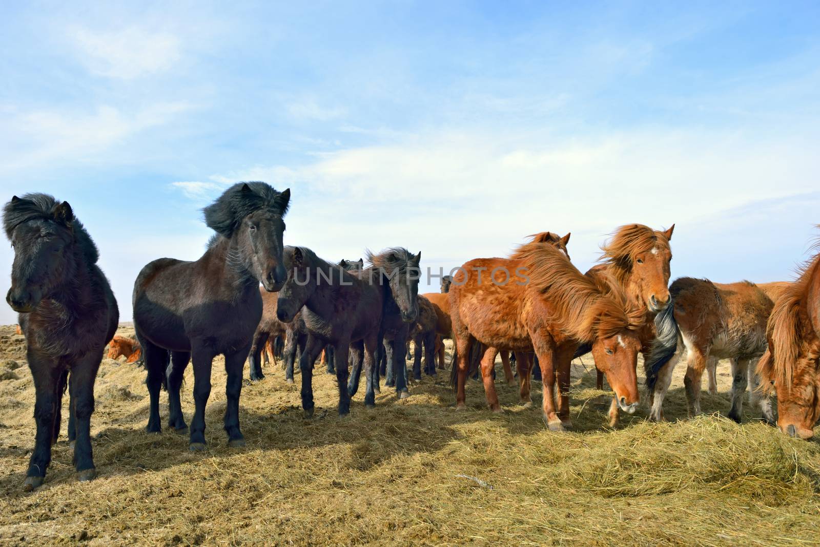Icelandic horses on field in spring time