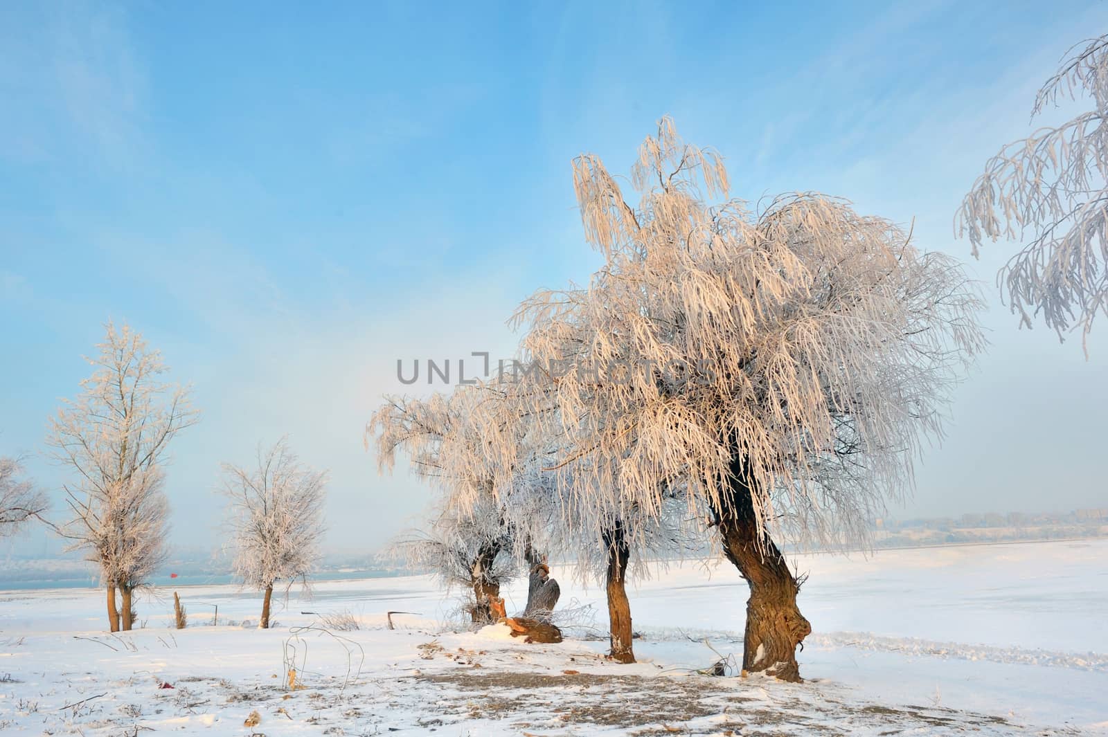 Frosty winter trees near Danube river