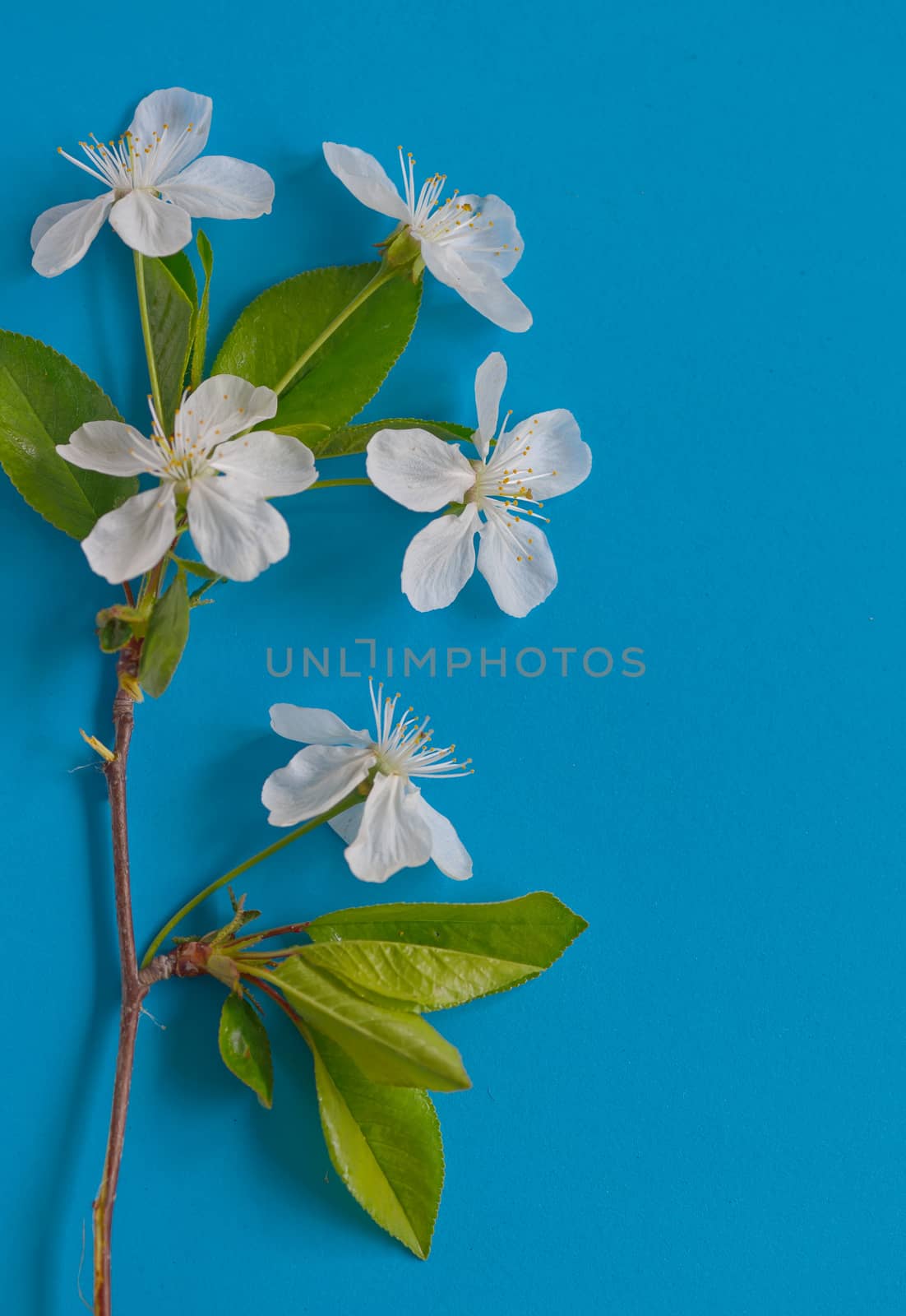 Spring flowers background on blue paper