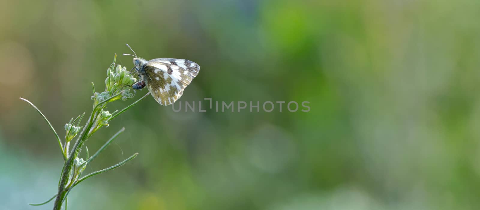 Close up of Common Pierrot (Castalius rosimon) butterfly