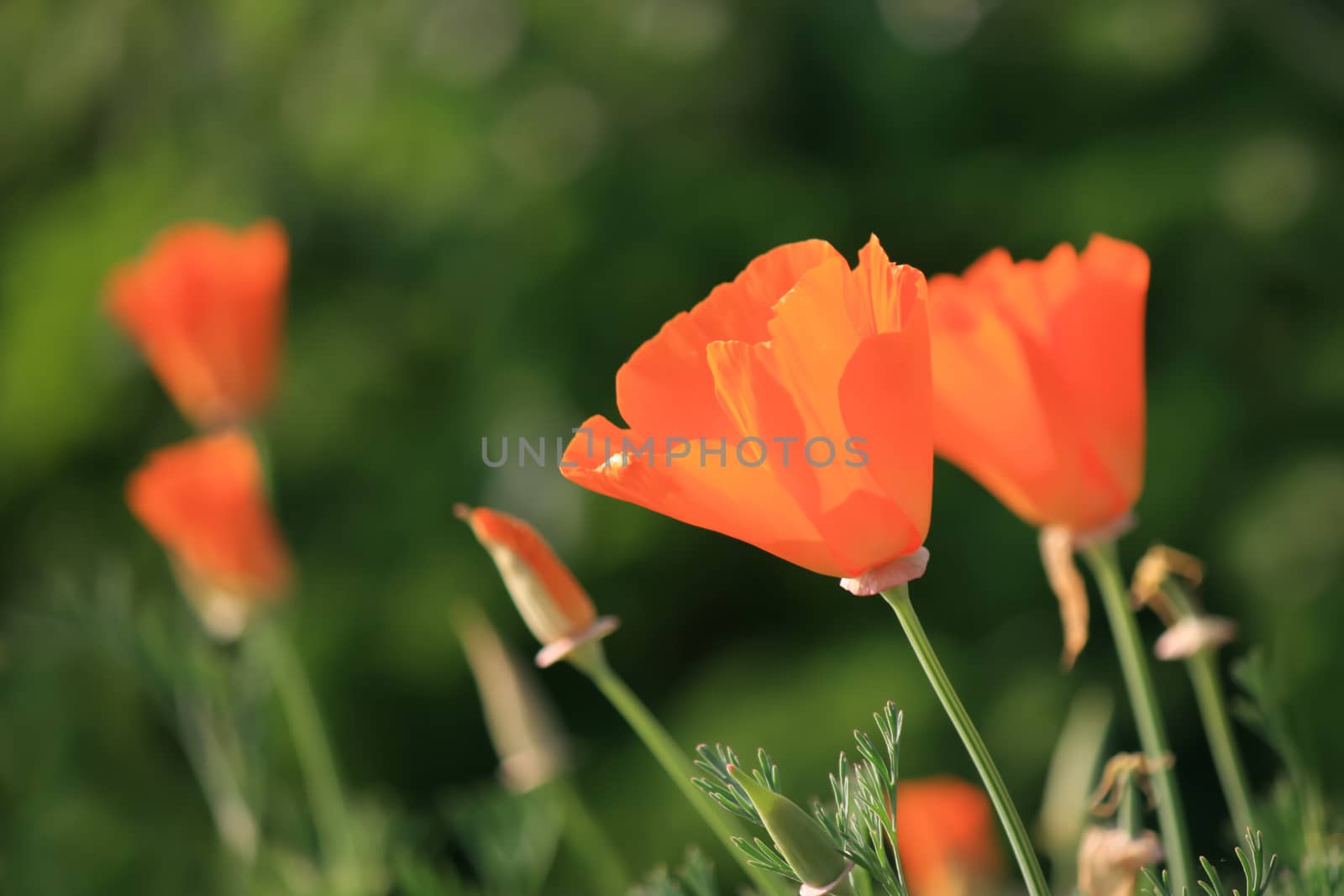 orange poppies flowers by pkproject