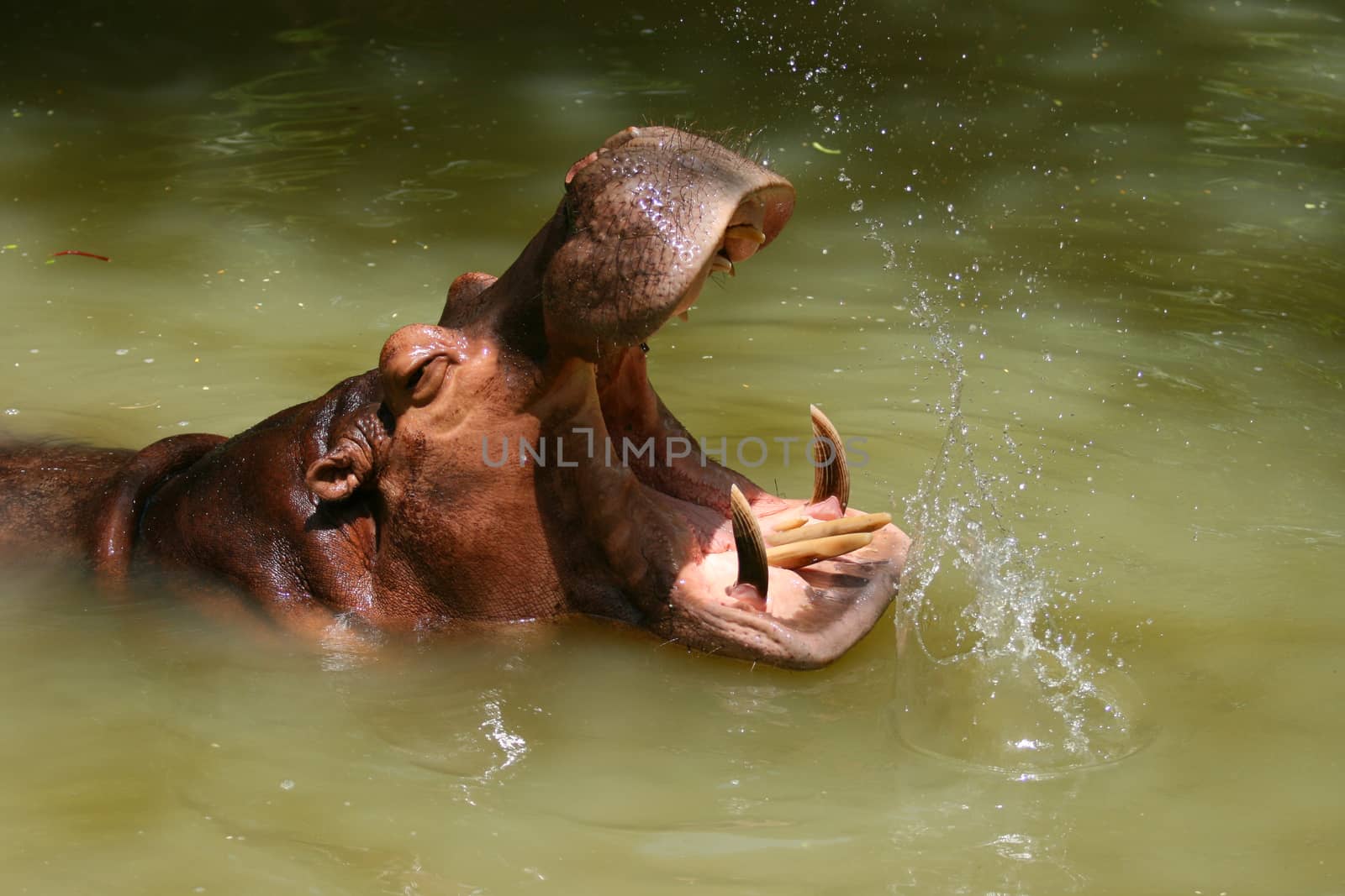 Hippopotamus showing teeth by pkproject