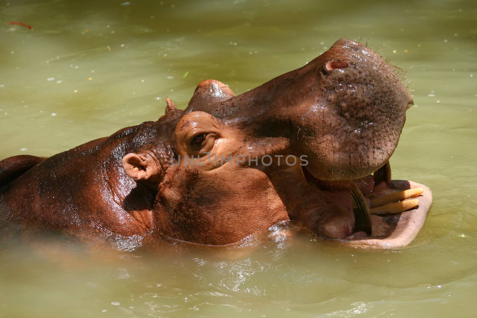 Hippopotamus showing teeth