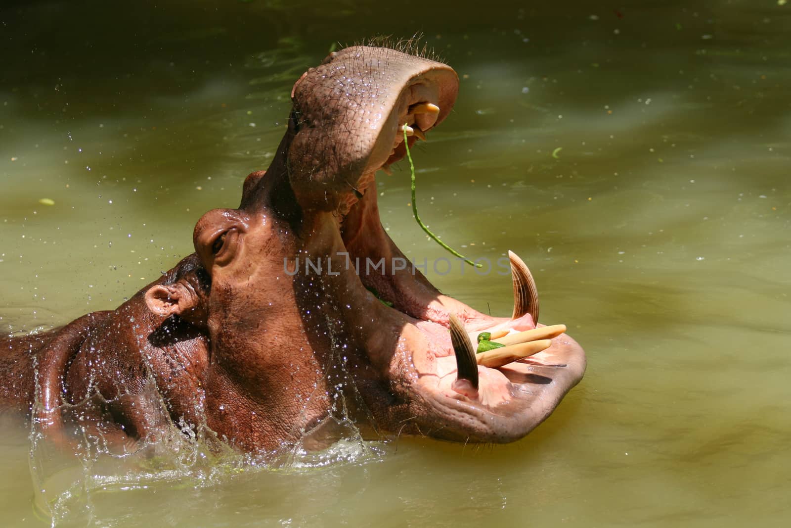 Hippopotamus showing teeth by pkproject