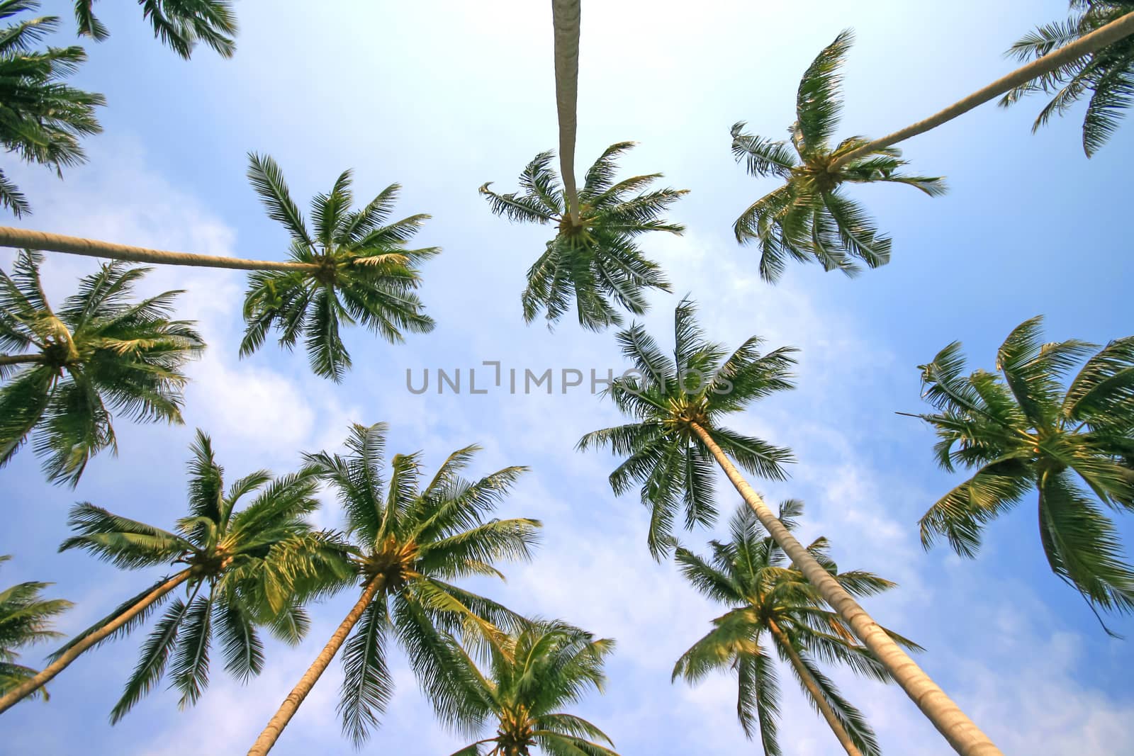 Coconut Palm Tree in blue sky