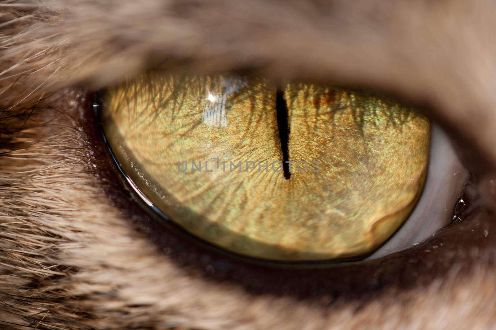 cat eye by pkproject