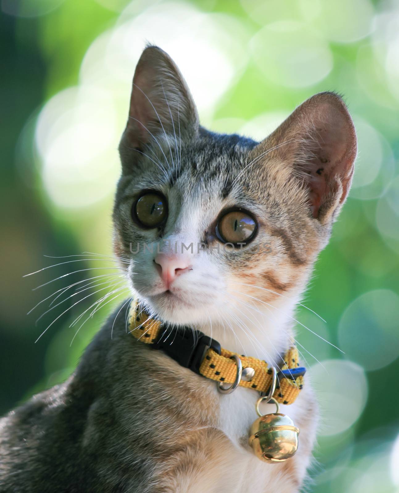 Pretty cat kitten on green bookeh background