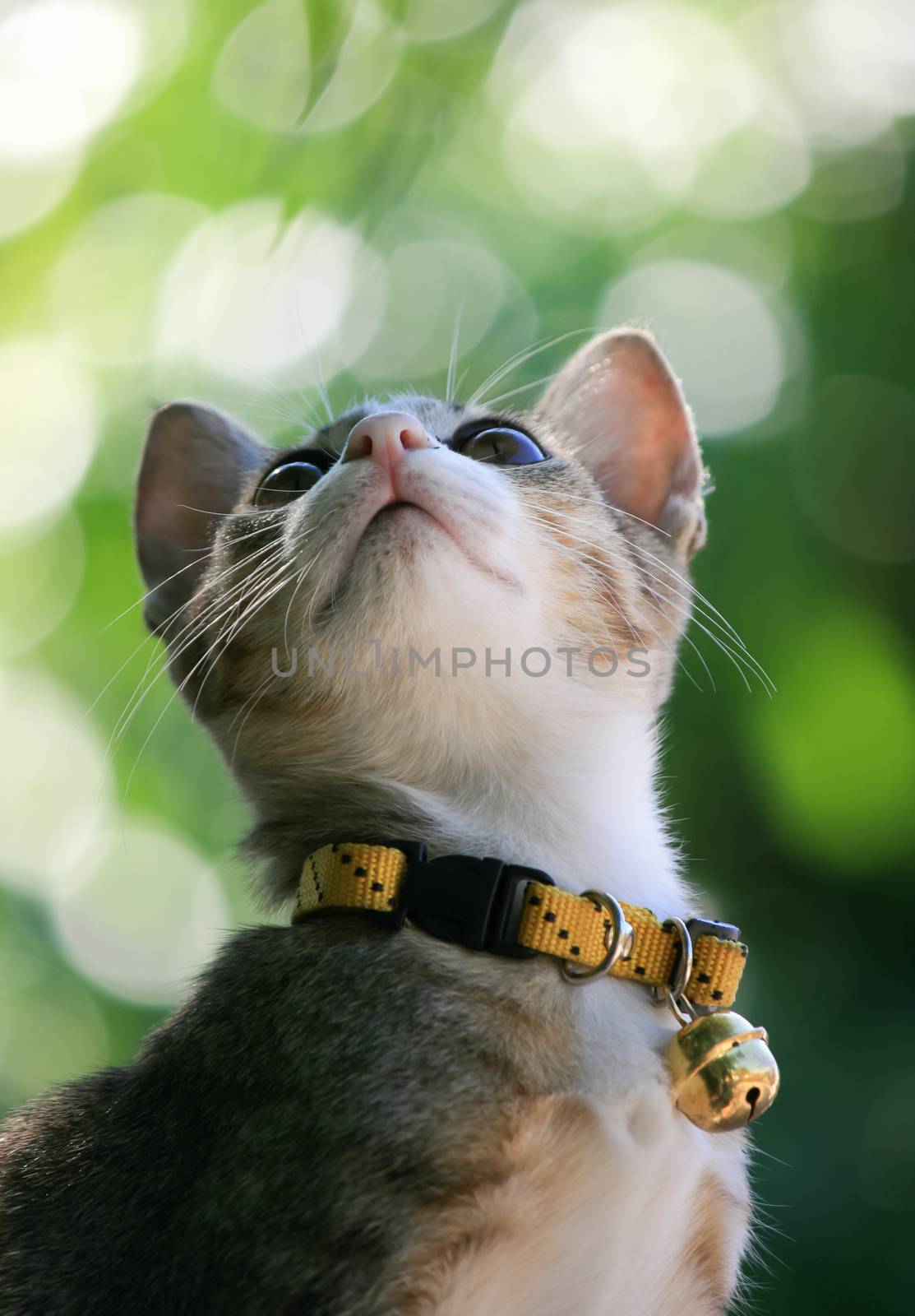 Pretty cat kitten on green bookeh background by pkproject