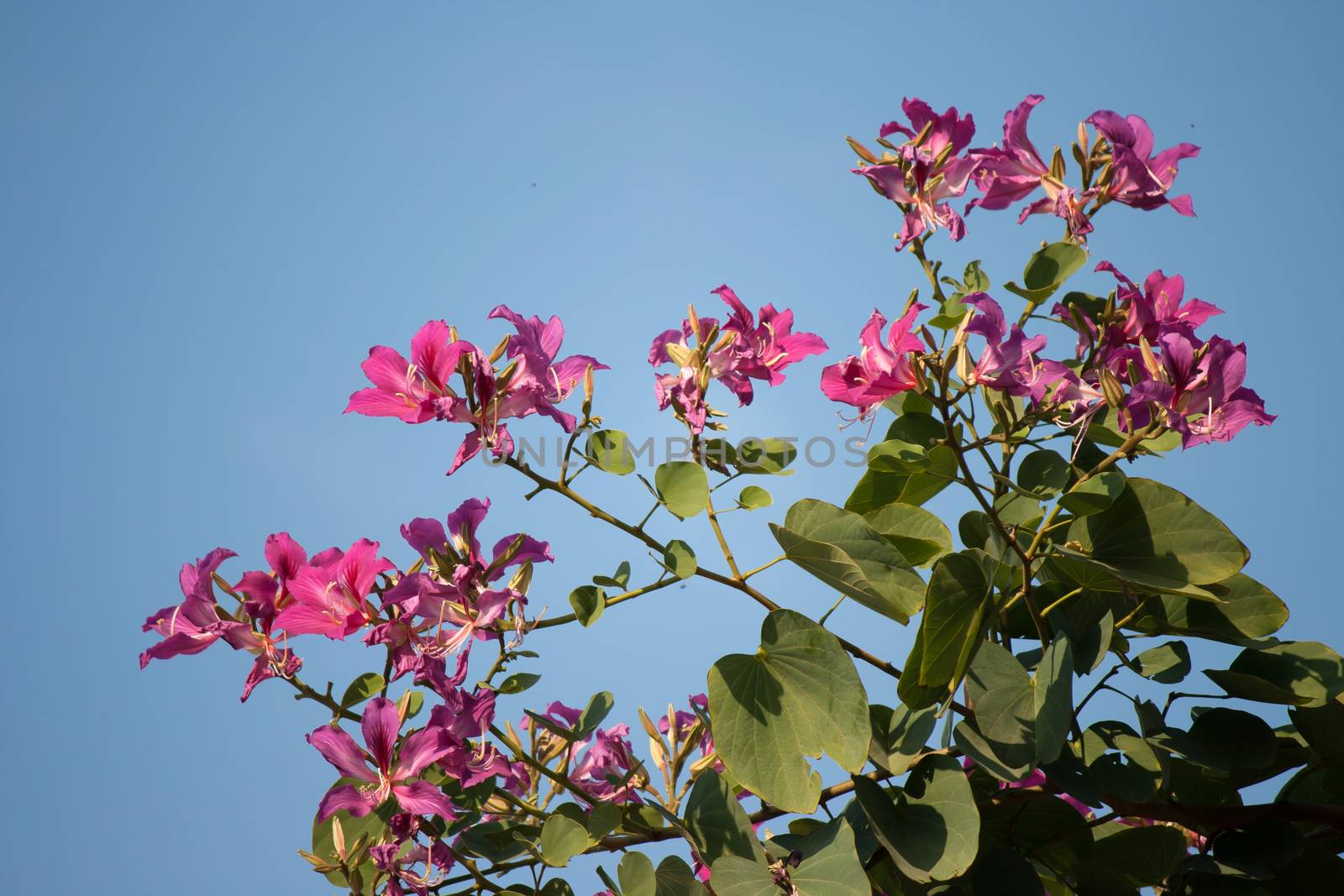 Butterfly Tree, Orchid Tree, Purple Bauhinia by pkproject