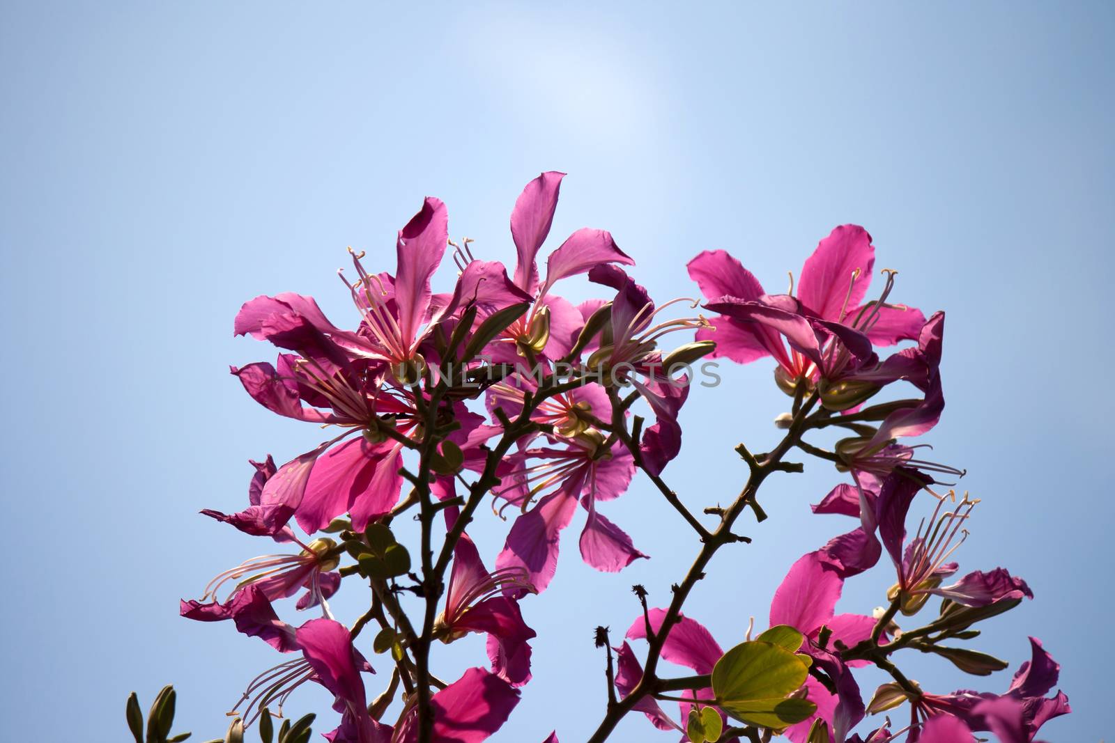 Butterfly Tree, Orchid Tree, Purple Bauhinia by pkproject