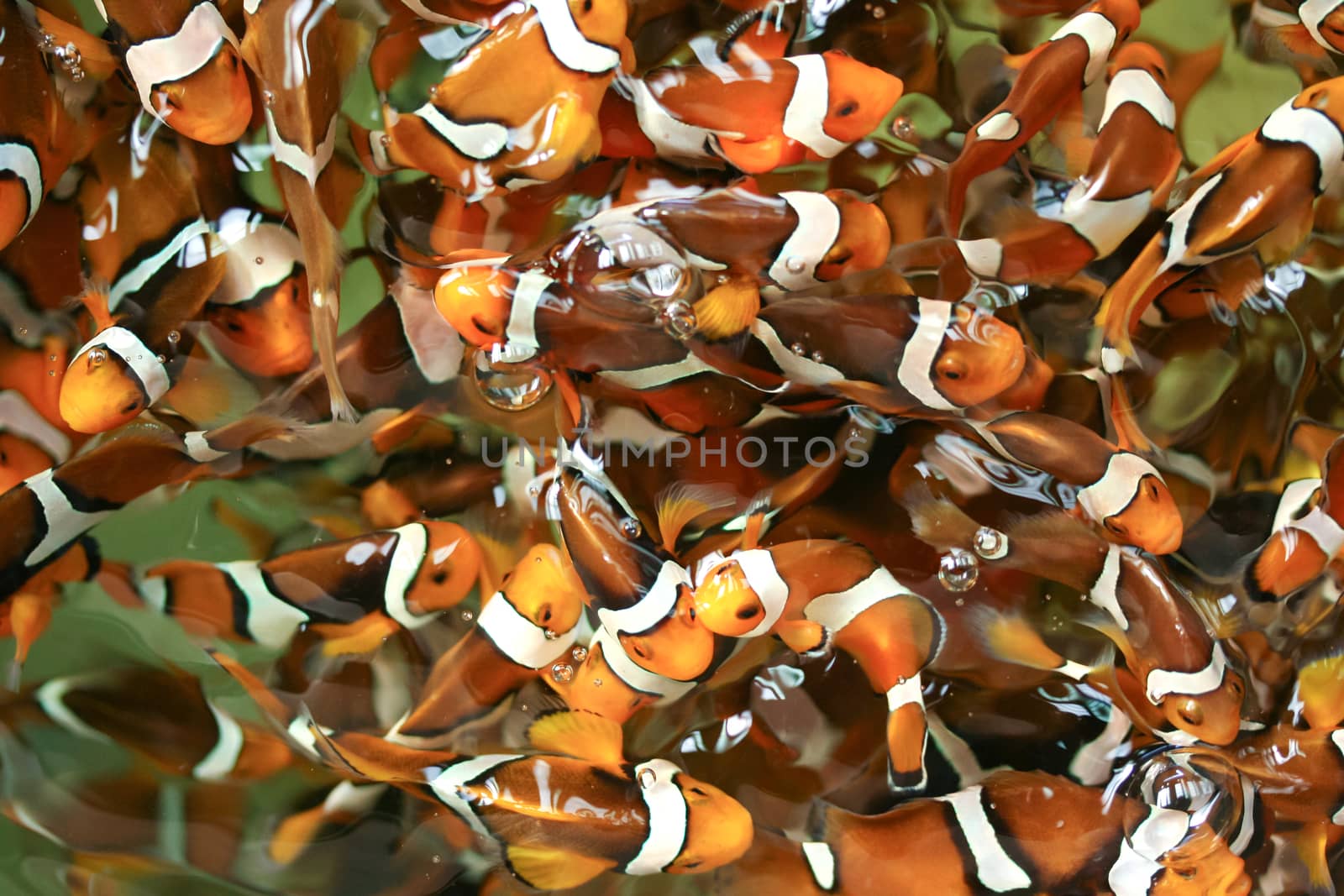 anemone fish,clown fish,nemo by pkproject