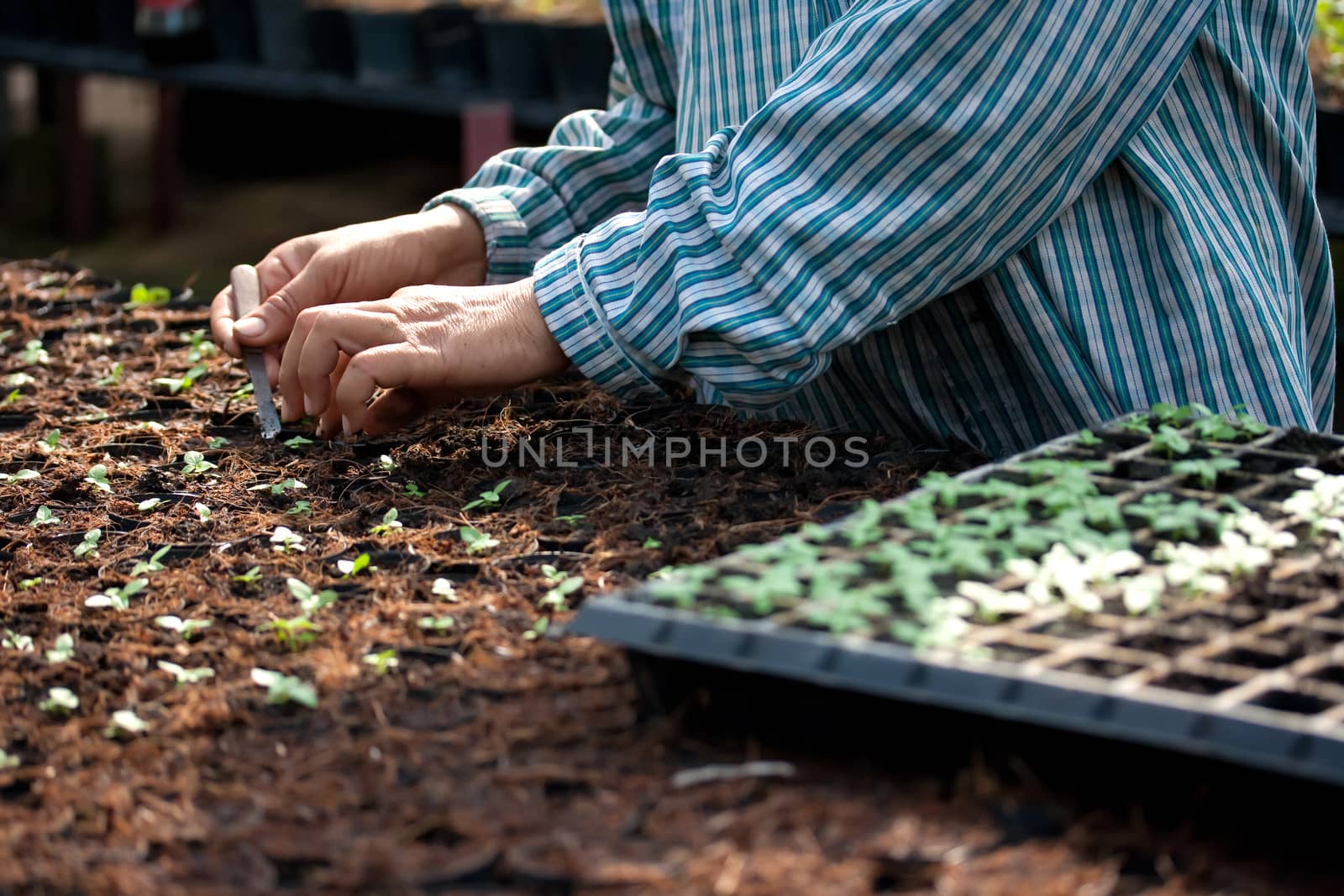 Planting vegetable  by pkproject