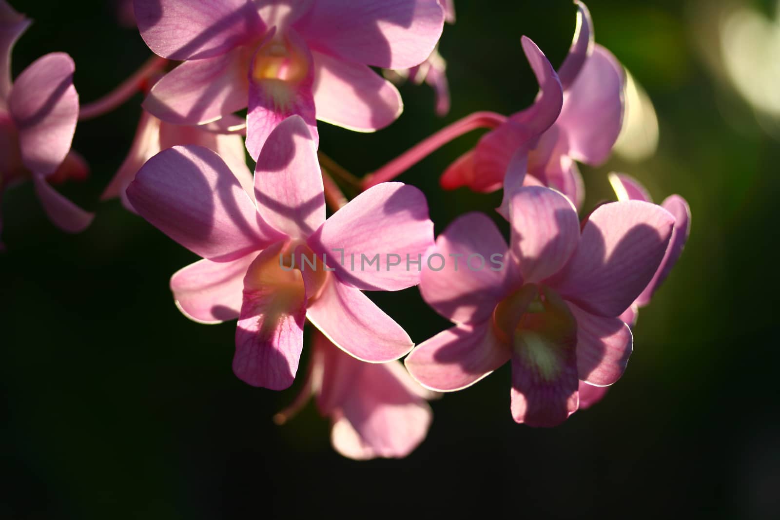 Pink cultivated orchid  by pkproject
