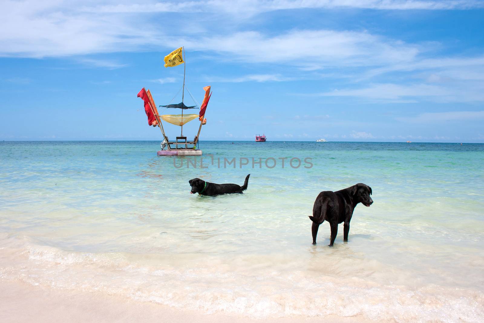 dog labrador in the sea