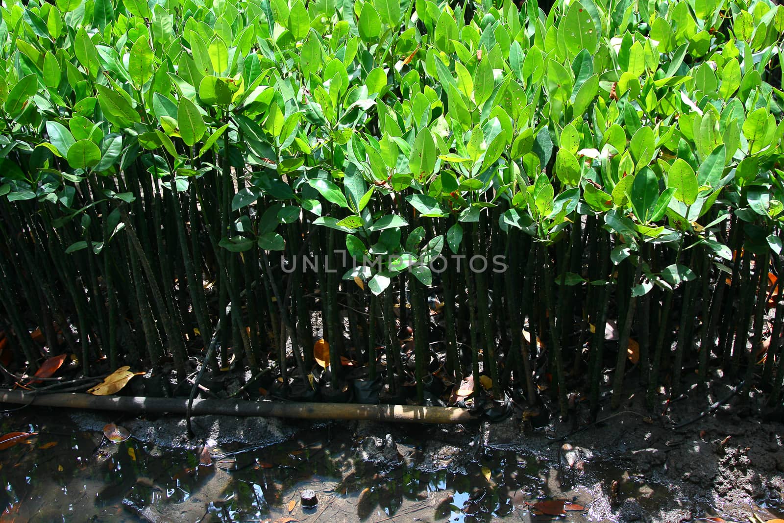 mangrove by pkproject