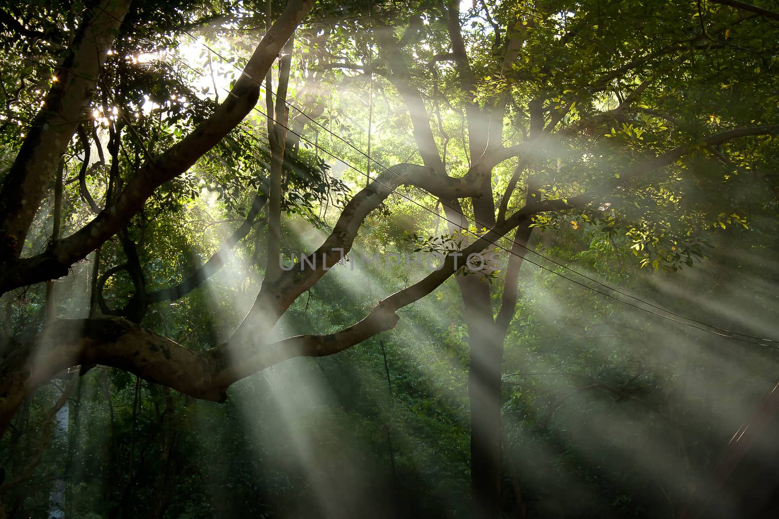 tree sunray in the forest