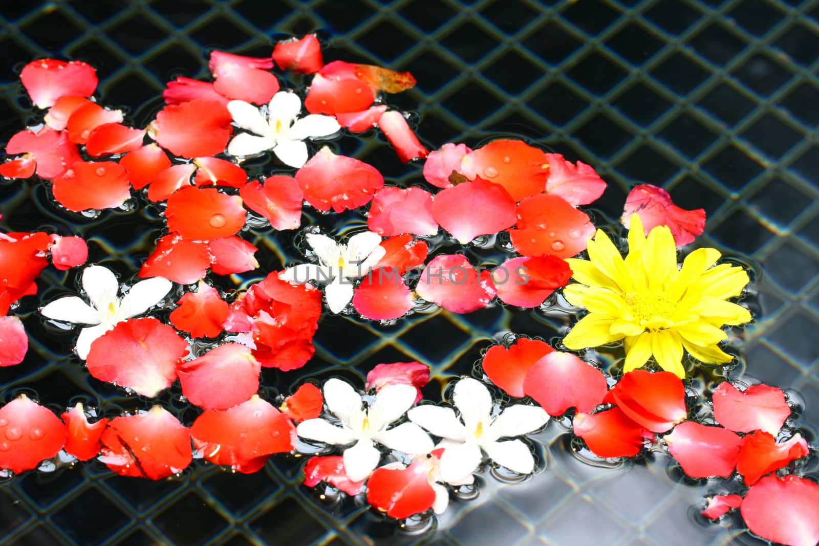 flowers floating in water