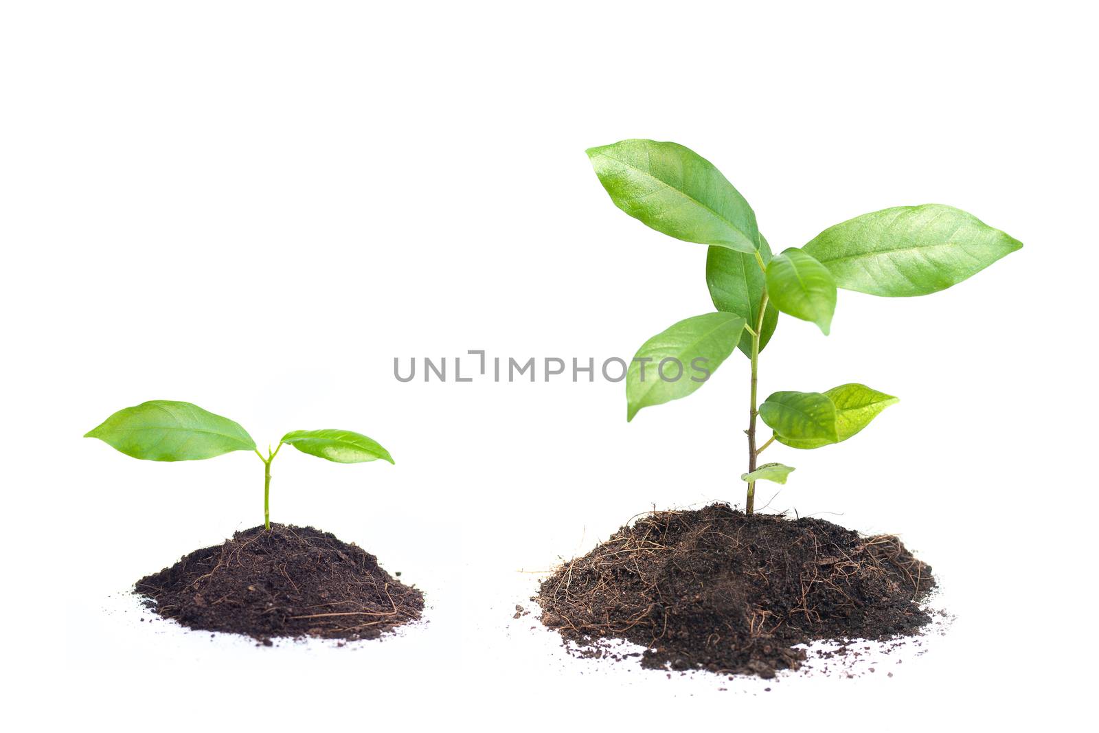 Small plant on pile of soil