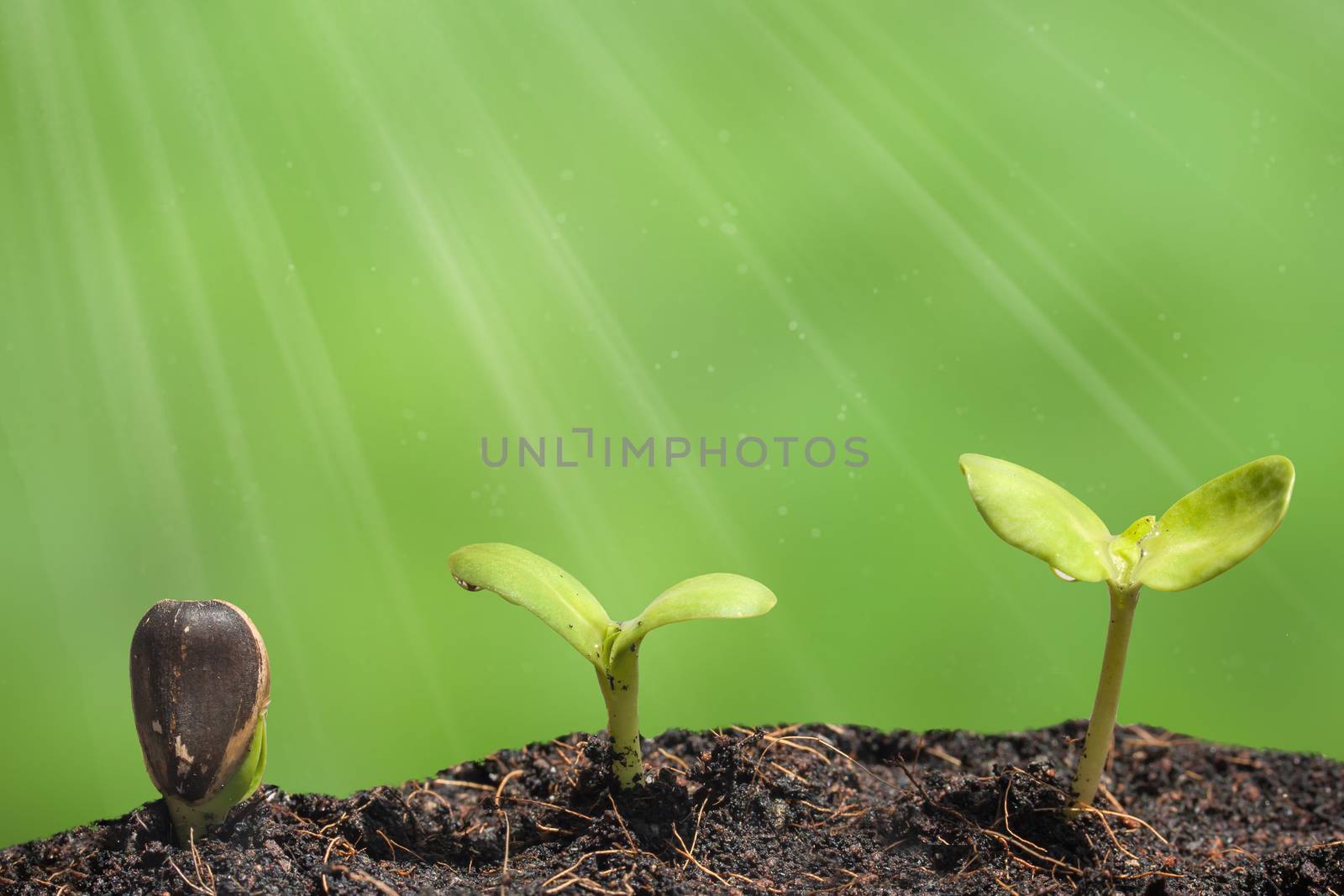 Small plant on pile of soil