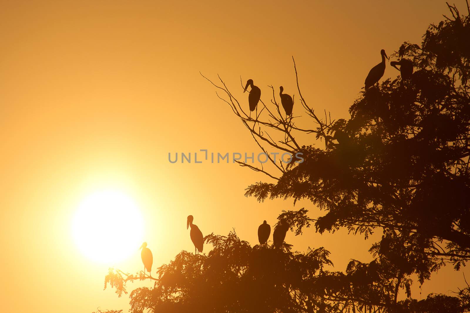 bird and tree silhouette