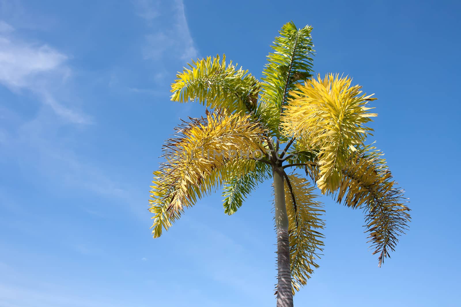 betel palm tree  on blue sky