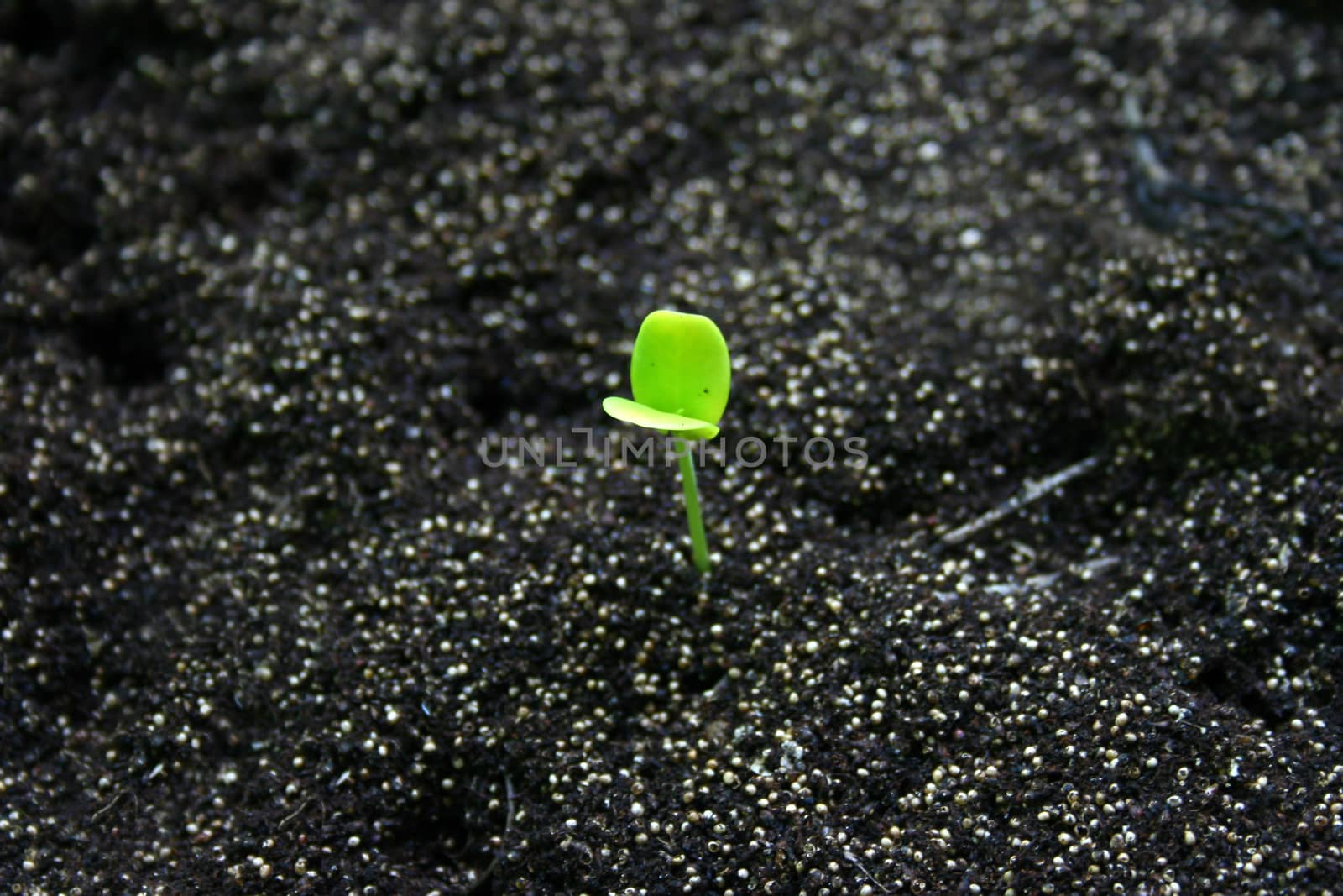 Small plant in soil