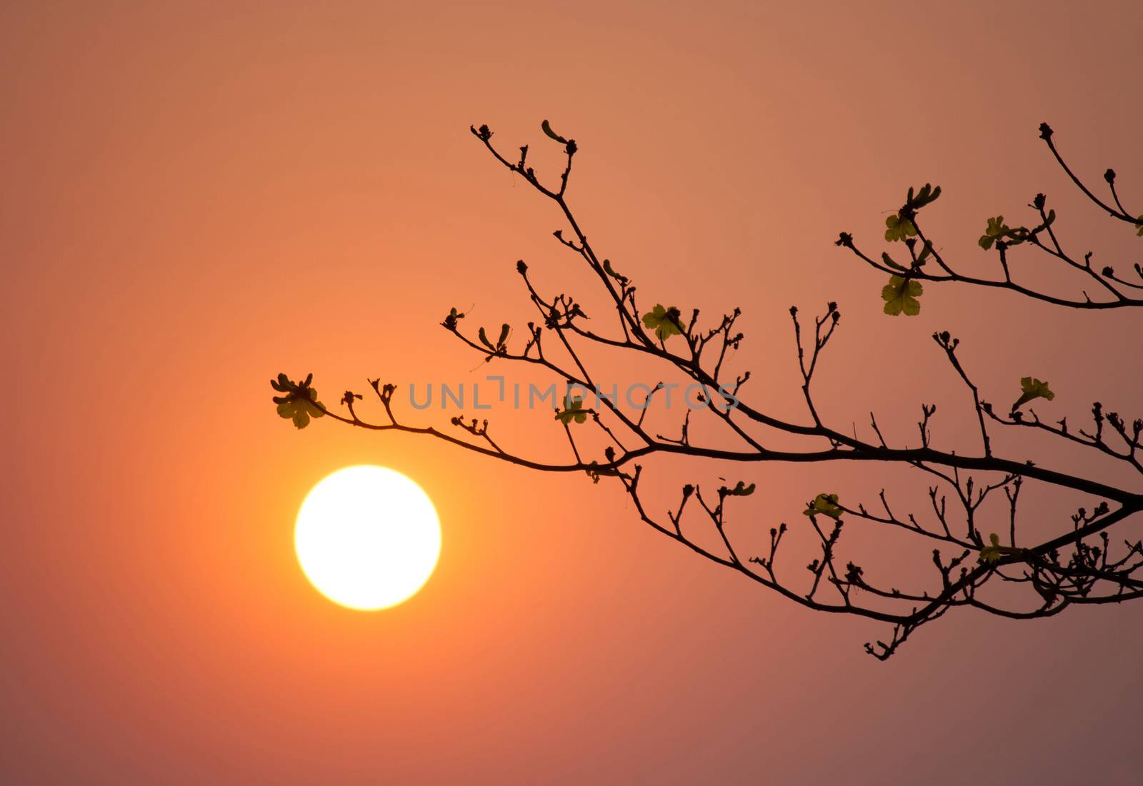 branch silhouette at sunset time