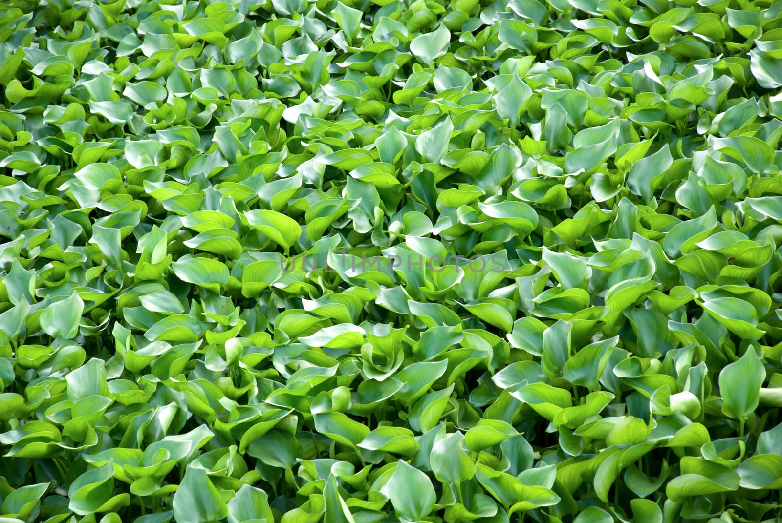 Water Hyacinth cover a pond.