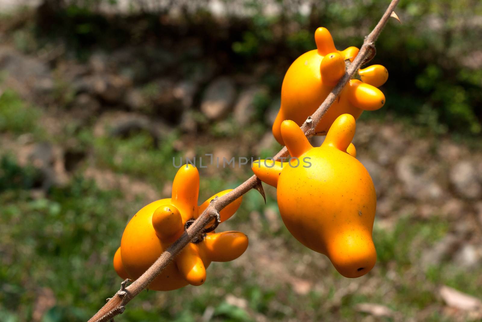 Nipple fruit on tree