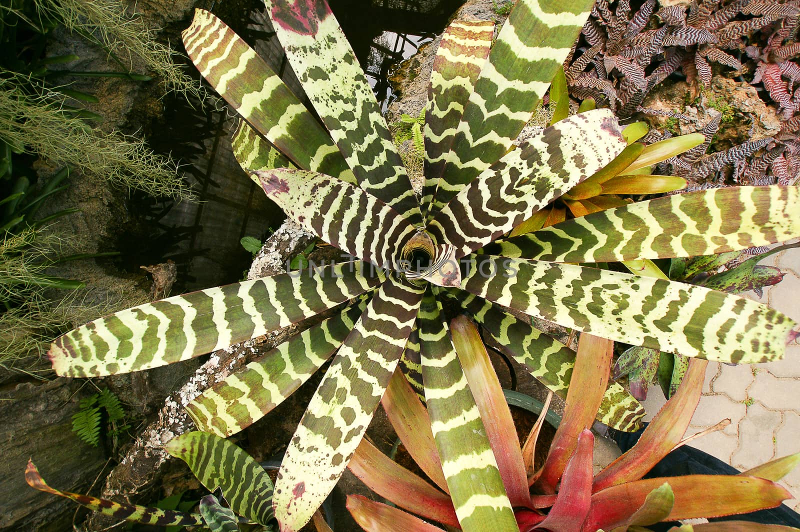 Bromeliad plants in the garden