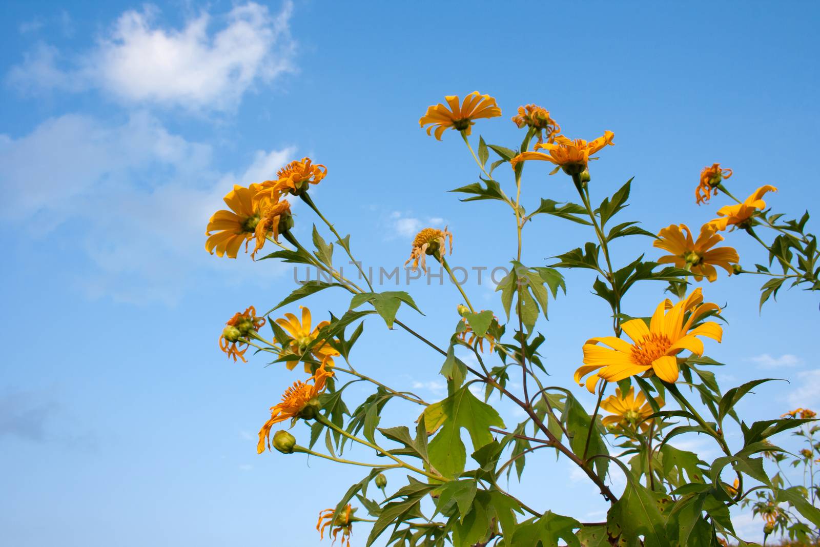 Mexican sunflower weed and blue sky background.
